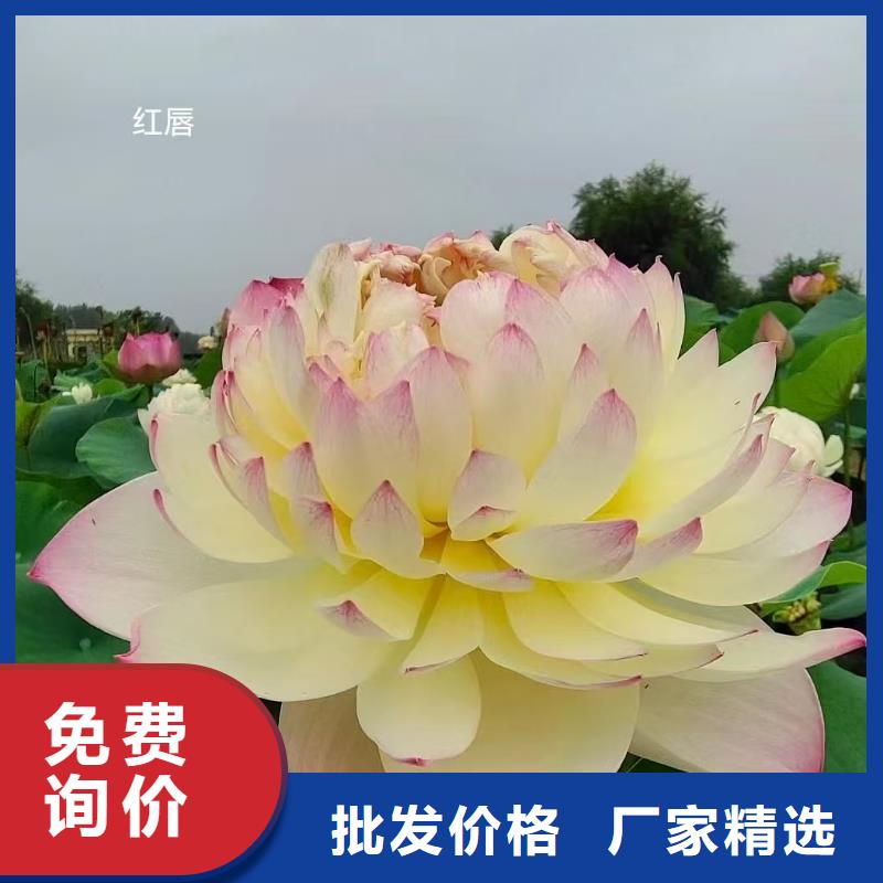 荷花苗莲花甄选好物