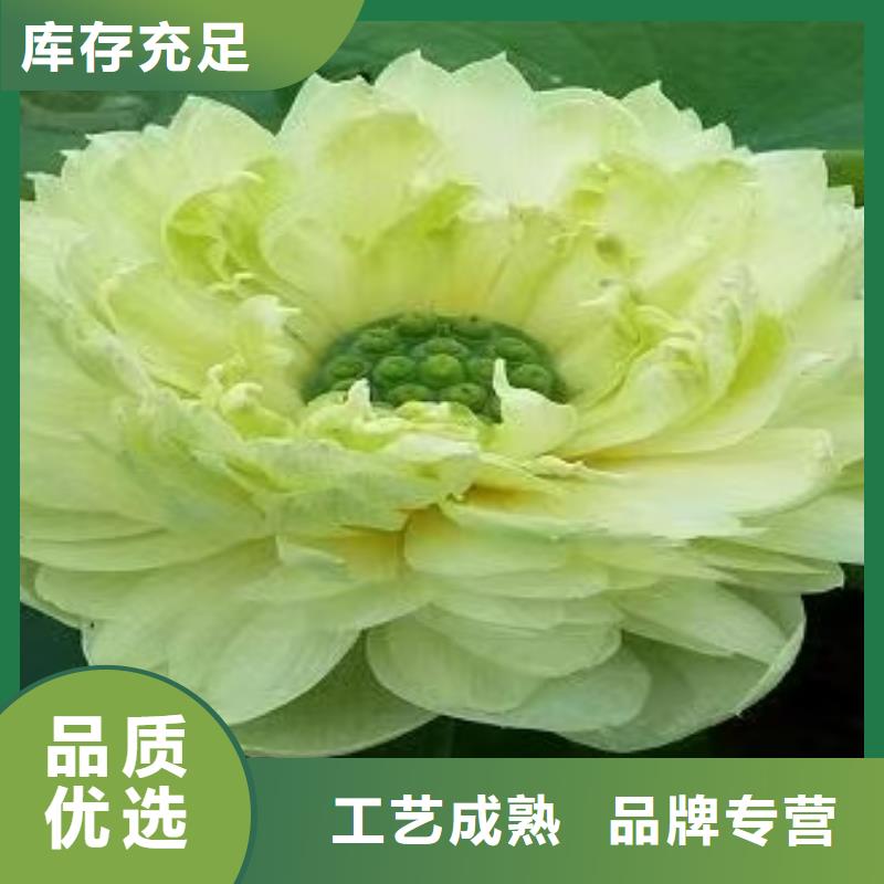 荷花苗荷花苗支持定制贴心售后
