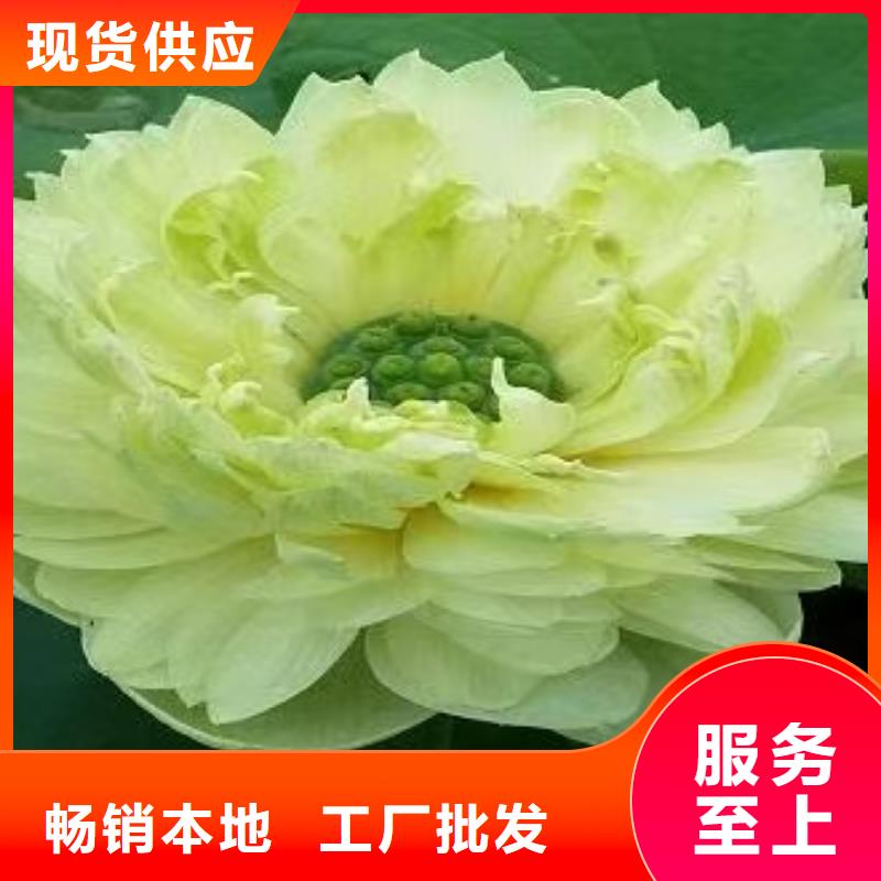 荷花苗,睡莲苗厂家十分靠谱
