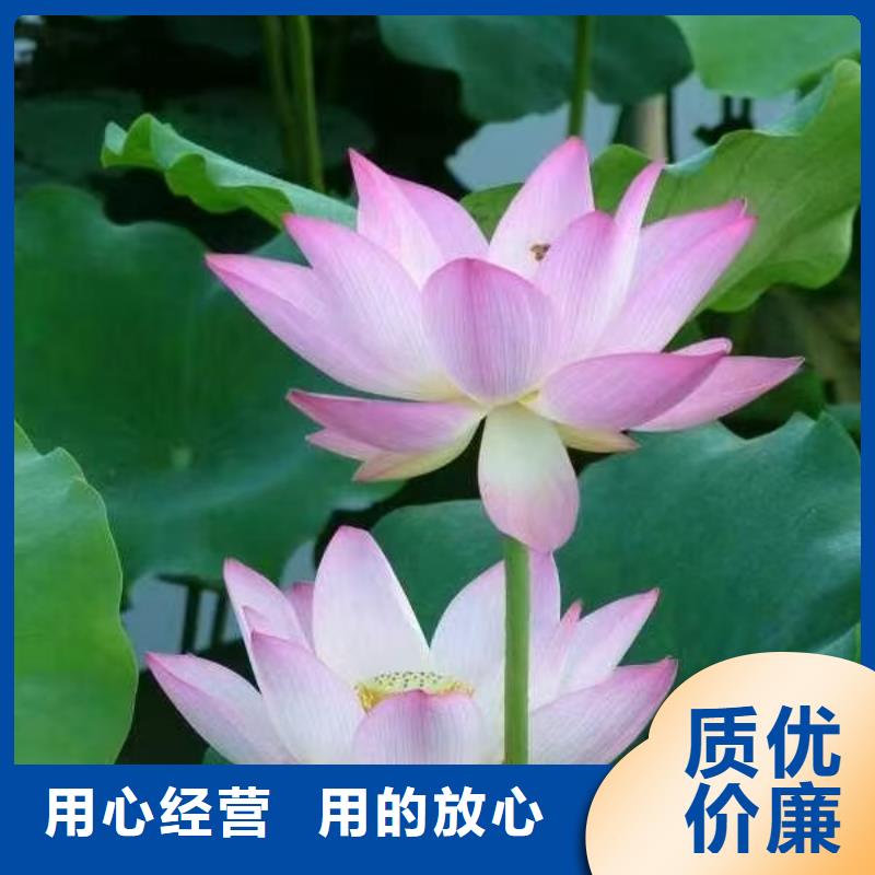 荷花苗,大型荷花多种规格库存充足