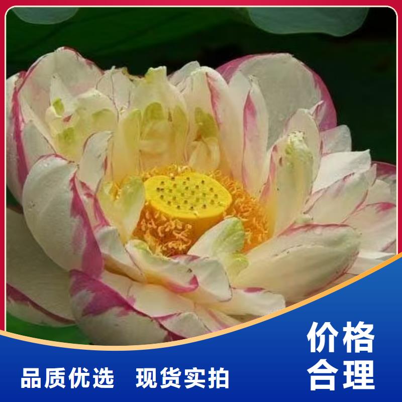 荷花苗-荷花种苗大库存无缺货危机