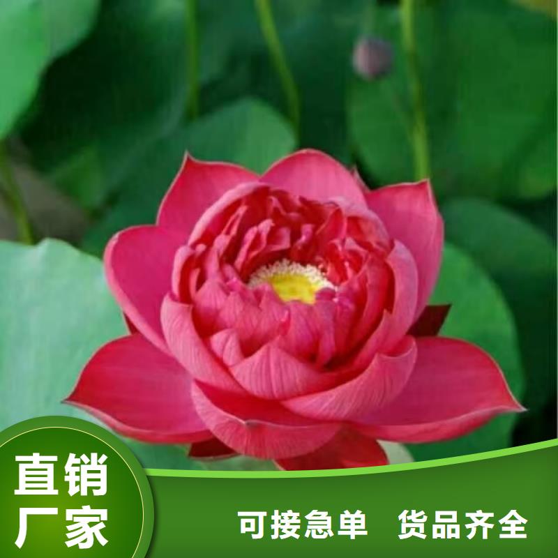 荷花苗莲藕苗实体厂家