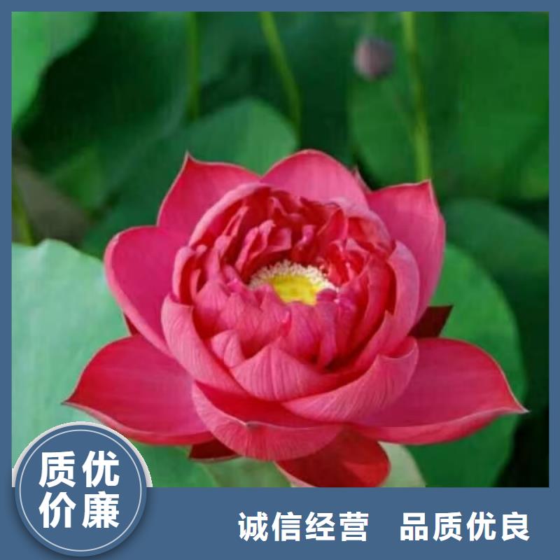 荷花苗,大型荷花多种规格库存充足