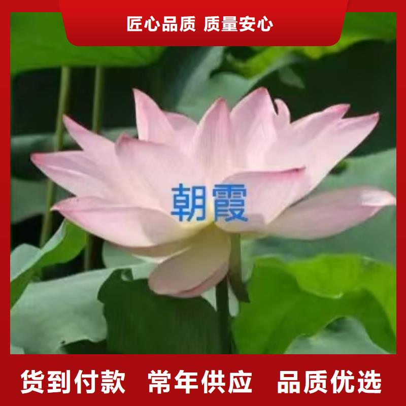 荷花苗荷花苗支持定制贴心售后