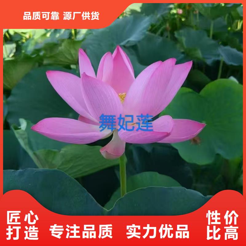 荷花苗,睡莲苗厂家十分靠谱