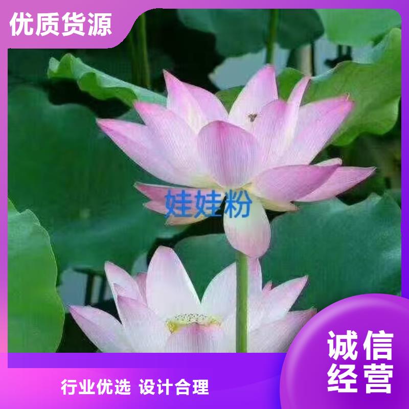 荷花苗_精品莲花长期供应