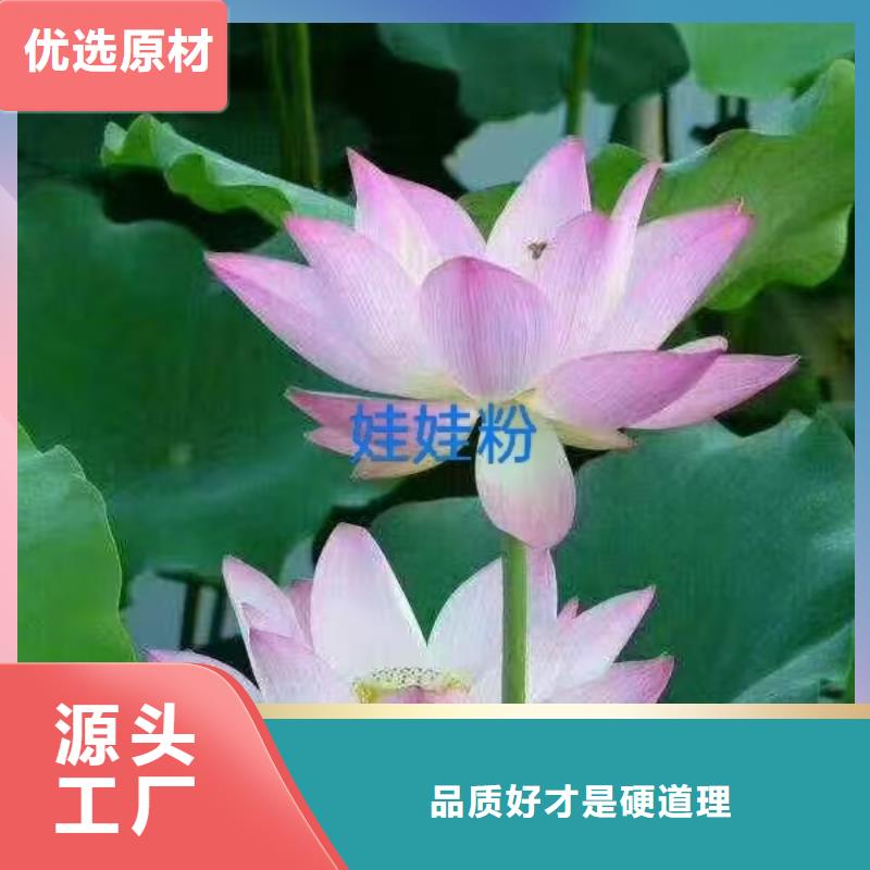 荷花苗荷花种子来图加工定制