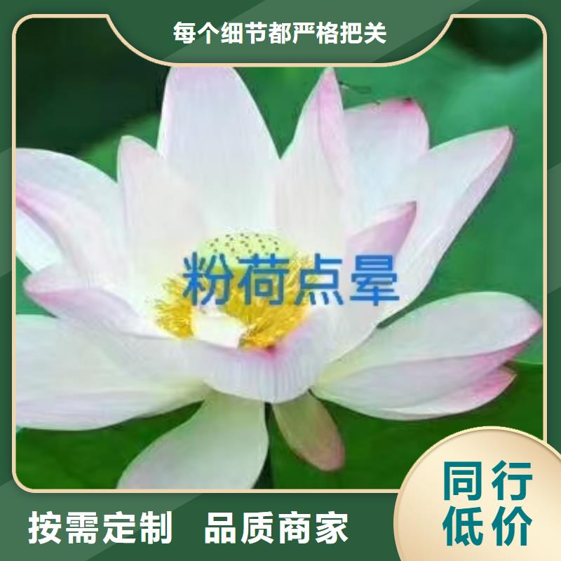 荷花苗荷花重信誉厂家