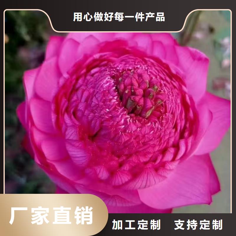 荷花苗荷花苗支持定制贴心售后