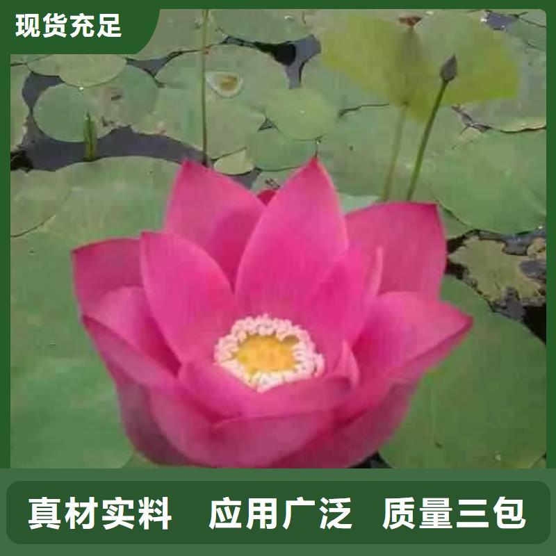 荷花苗莲花甄选好物