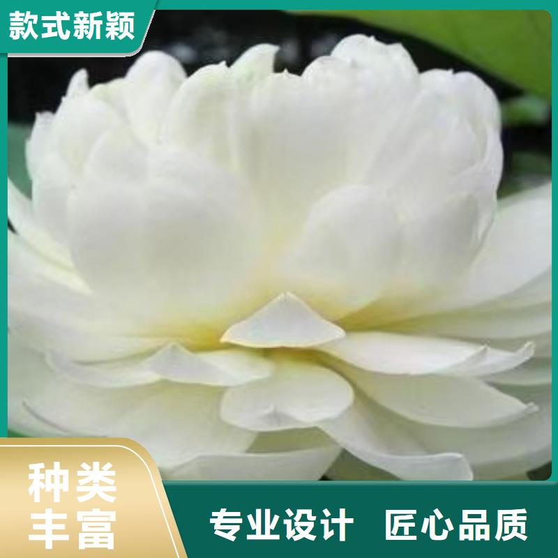 荷花苗盆栽荷花产品优势特点