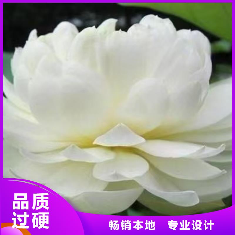 荷花苗重瓣莲花正规厂家