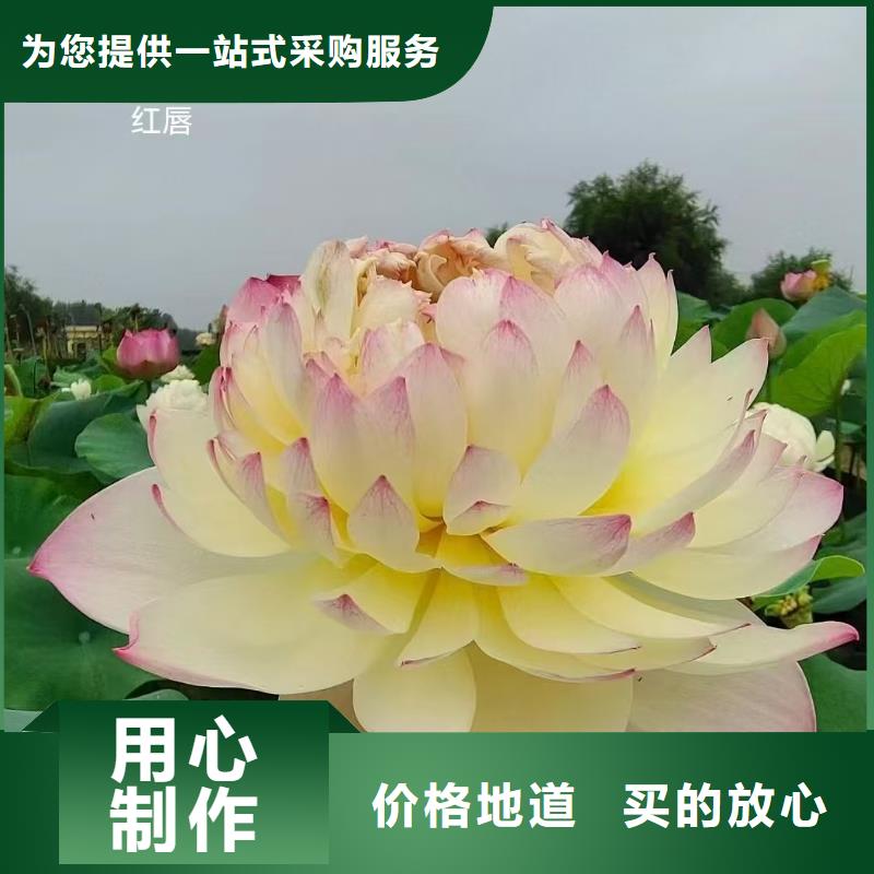 荷花苗-精品莲花一站式供应厂家