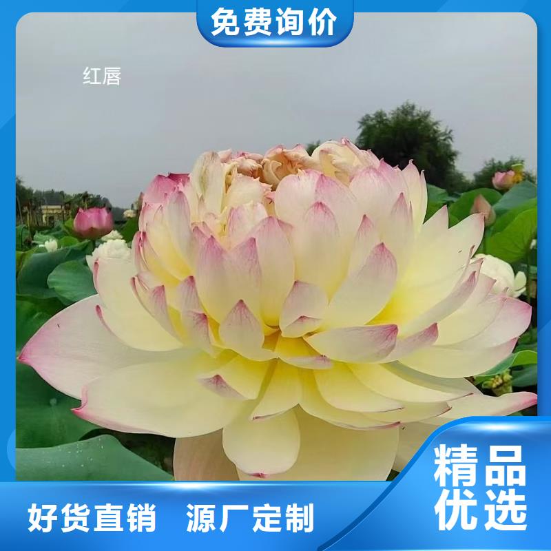 荷花苗莲花甄选好物