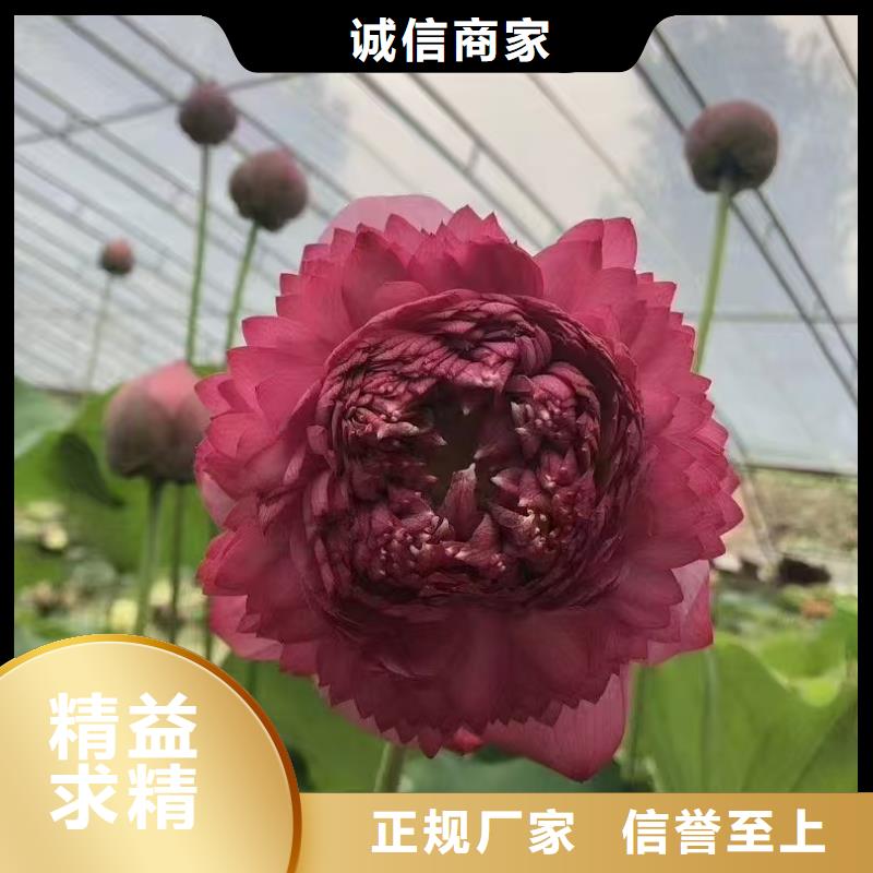荷花苗荷花重信誉厂家