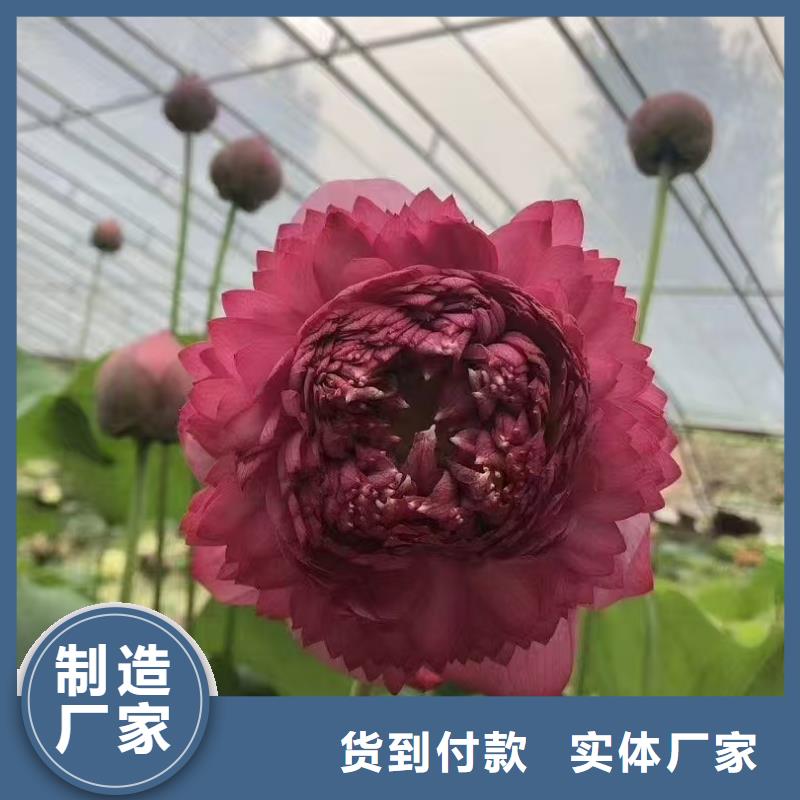 荷花苗莲花甄选好物