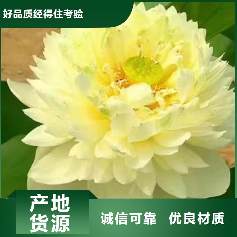 荷花苗莲花甄选好物
