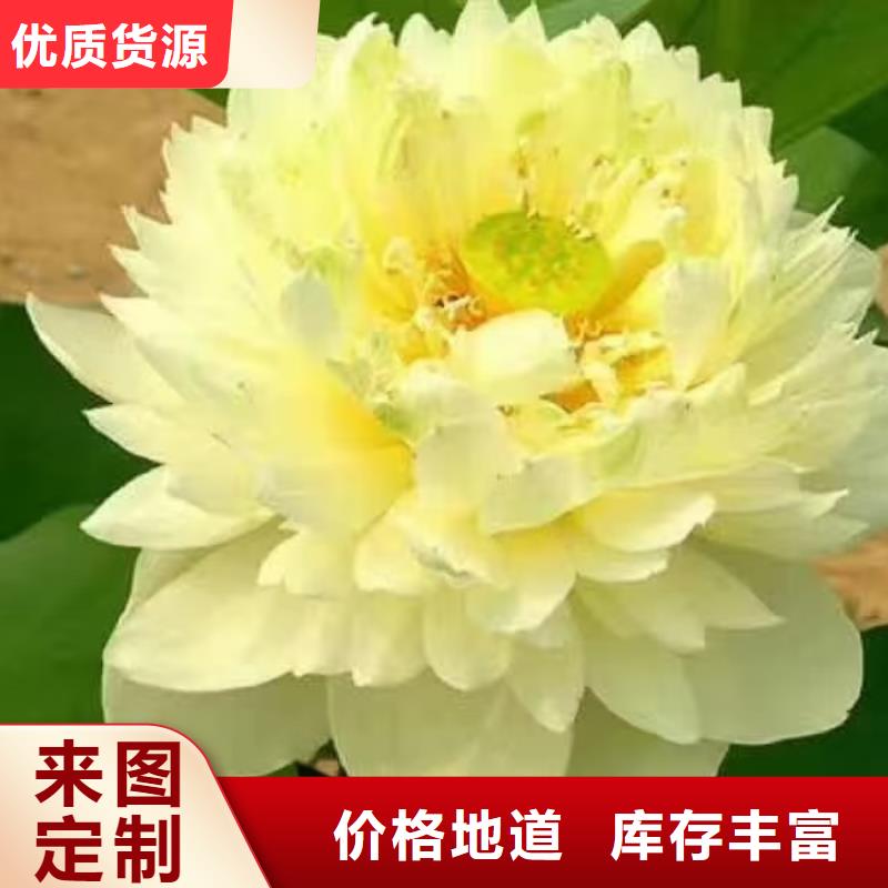 荷花苗观赏荷花厂家自营