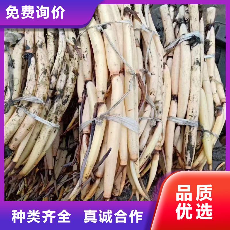 荷花苗重瓣莲花优良工艺