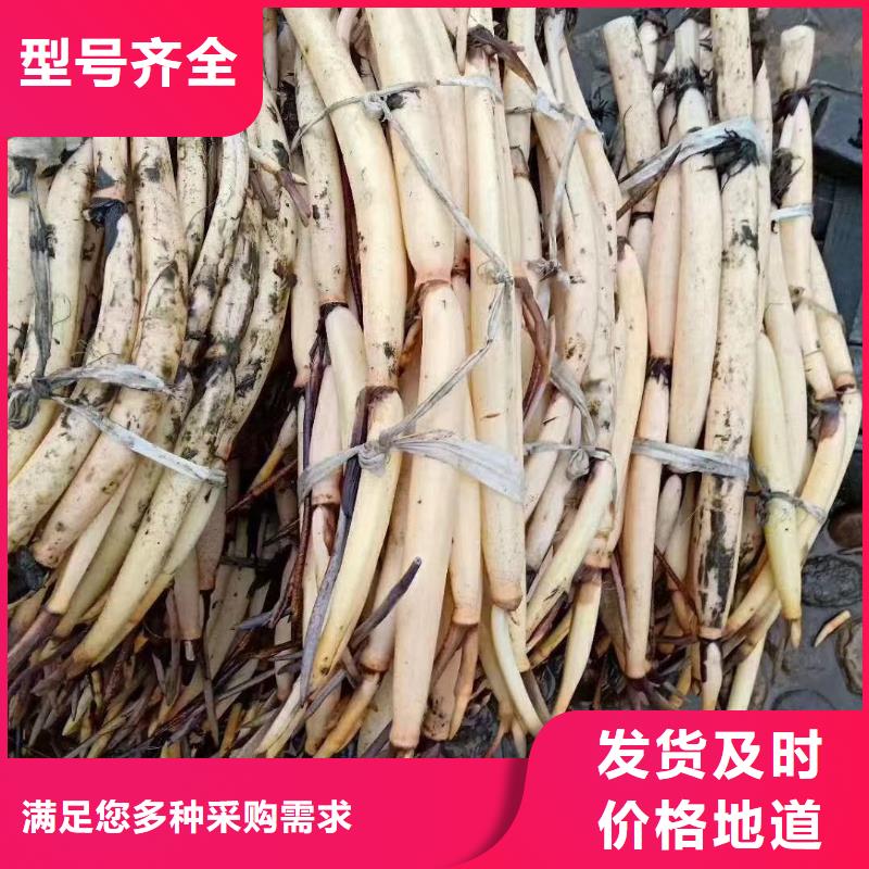 荷花苗水生荷花源头工厂量大优惠