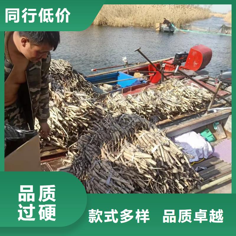 荷花苗挺水植物生产加工