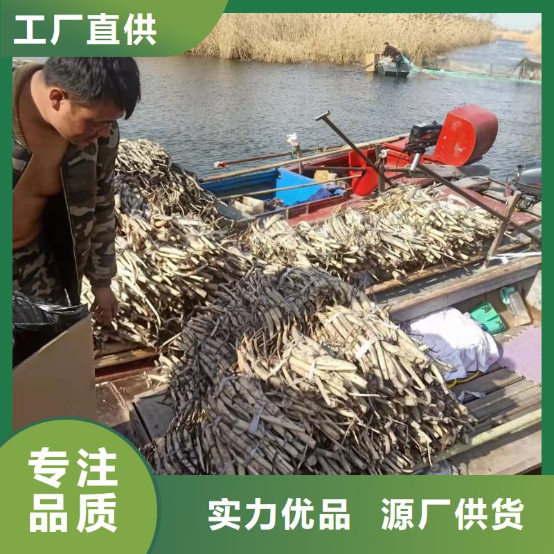 荷花苗观赏荷花厂家自营