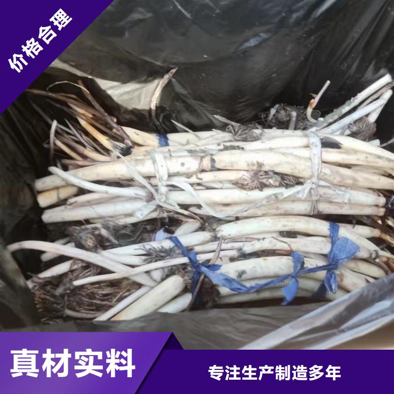 荷花苗莲花幼苗来图定制