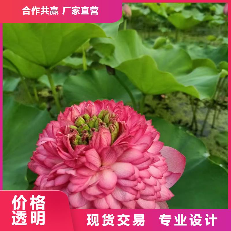 荷花苗耐寒莲花价格低