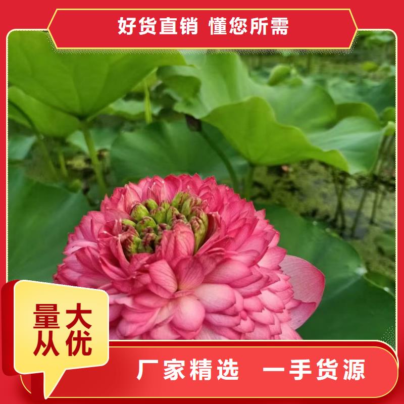 荷花苗莲花幼苗订制批发