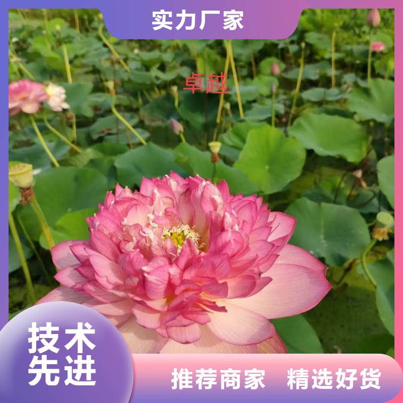 荷花苗荷花种子精益求精
