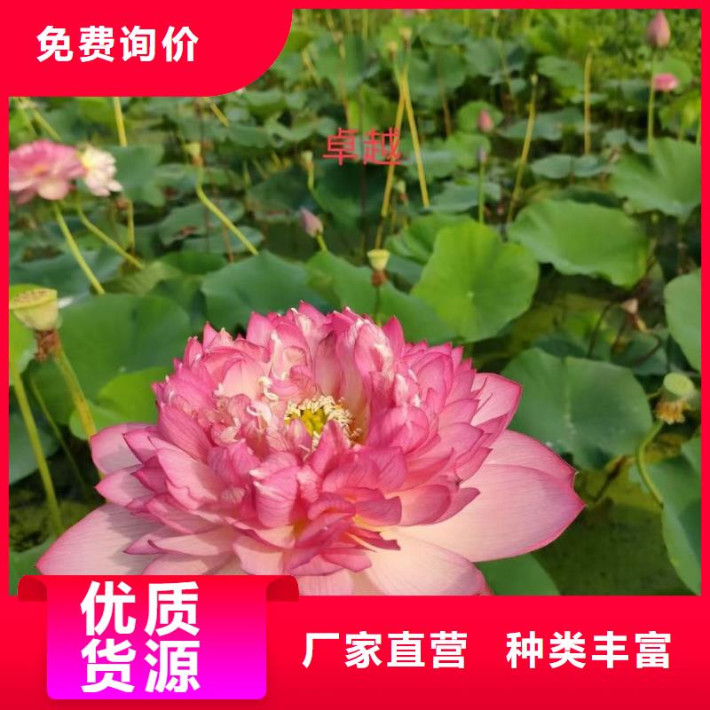 荷花苗水生荷花源头工厂量大优惠