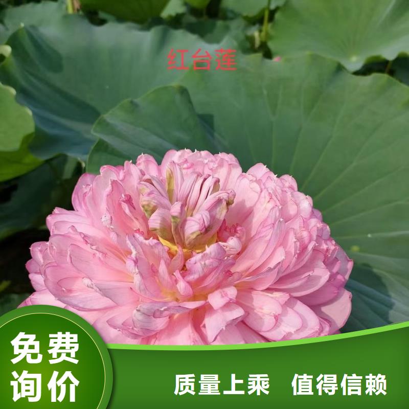 荷花苗,大型荷花多种规格库存充足