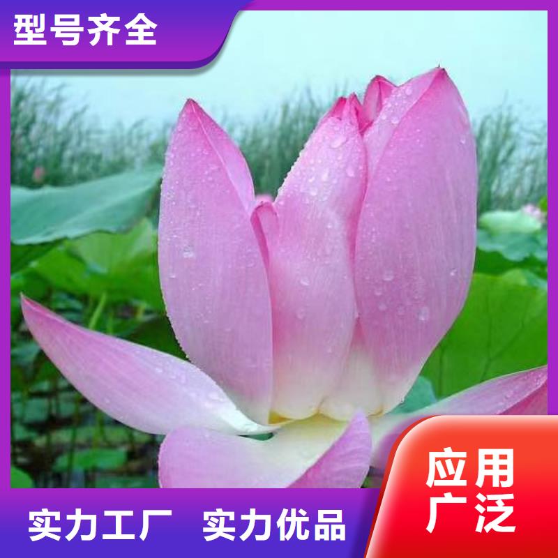 荷花苗重瓣荷花用心做好每一件产品