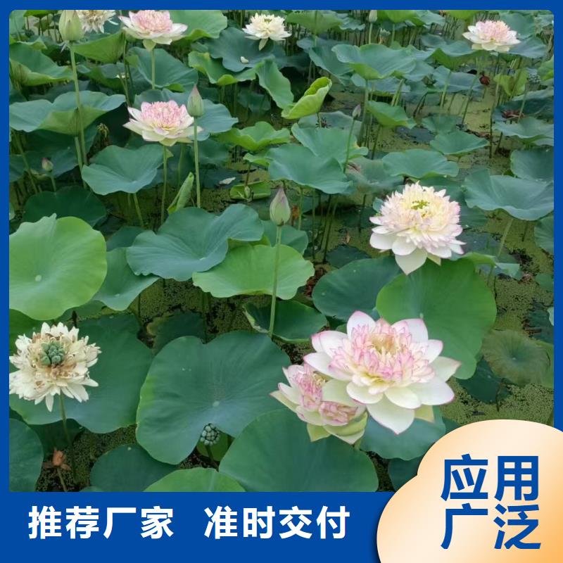 荷花苗耐寒莲花价格低