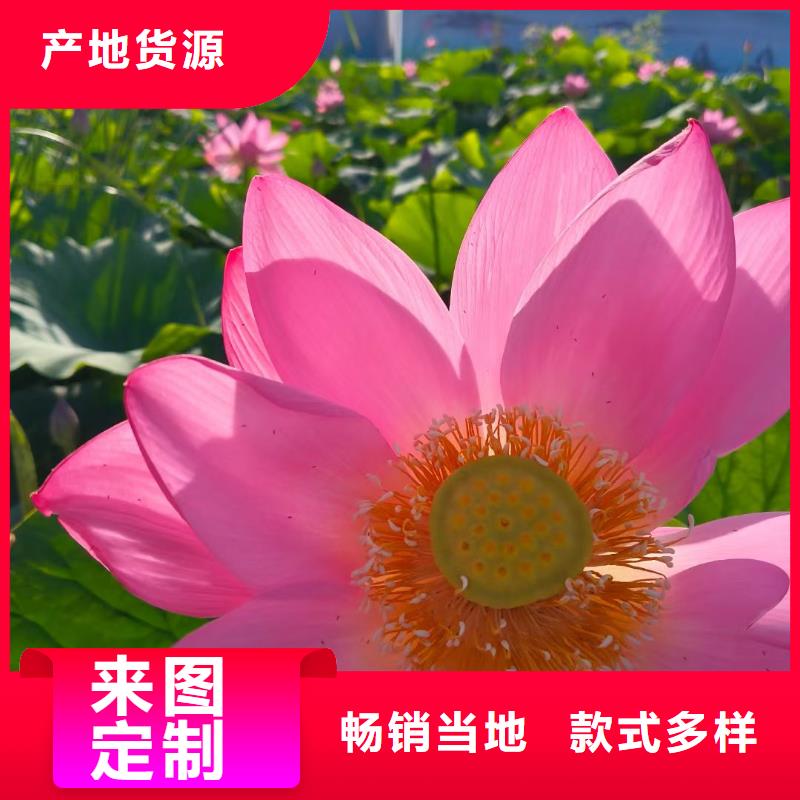 荷花苗挺水植物优选原材