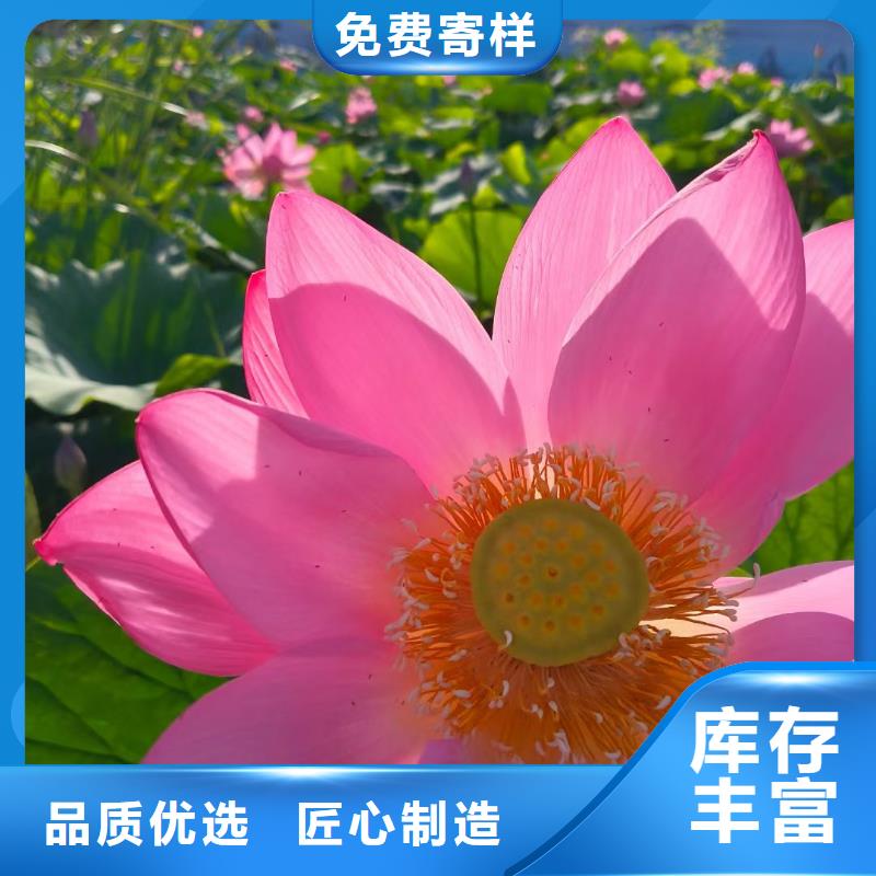 荷花苗莲花幼苗来图定制
