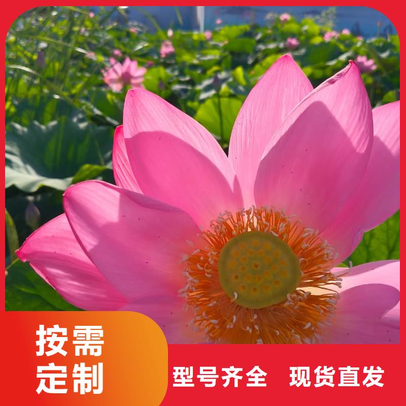 荷花苗-莲花种子质量无忧