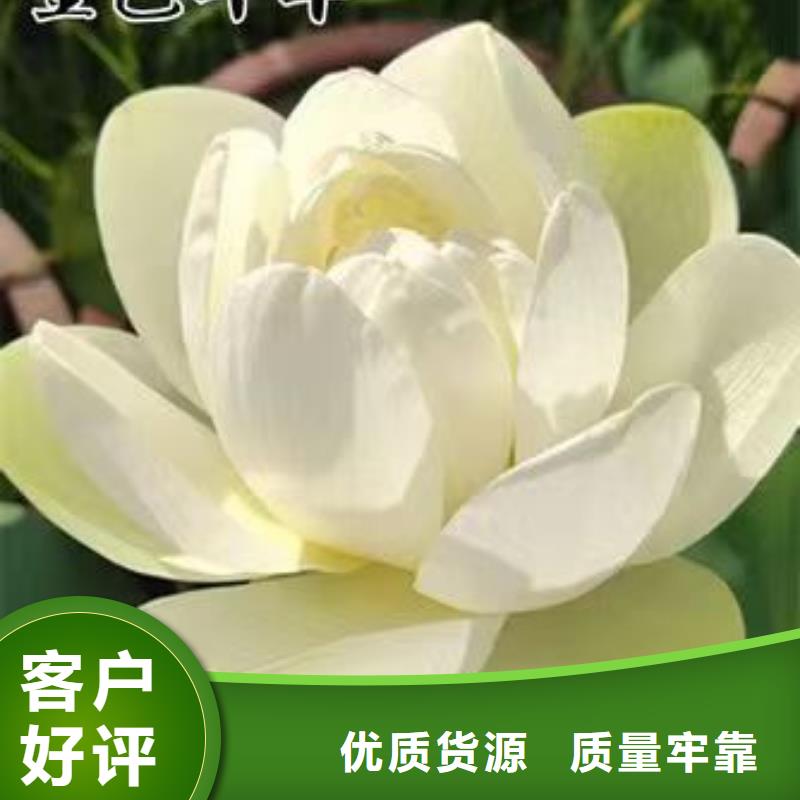 荷花苗观赏荷花厂家自营
