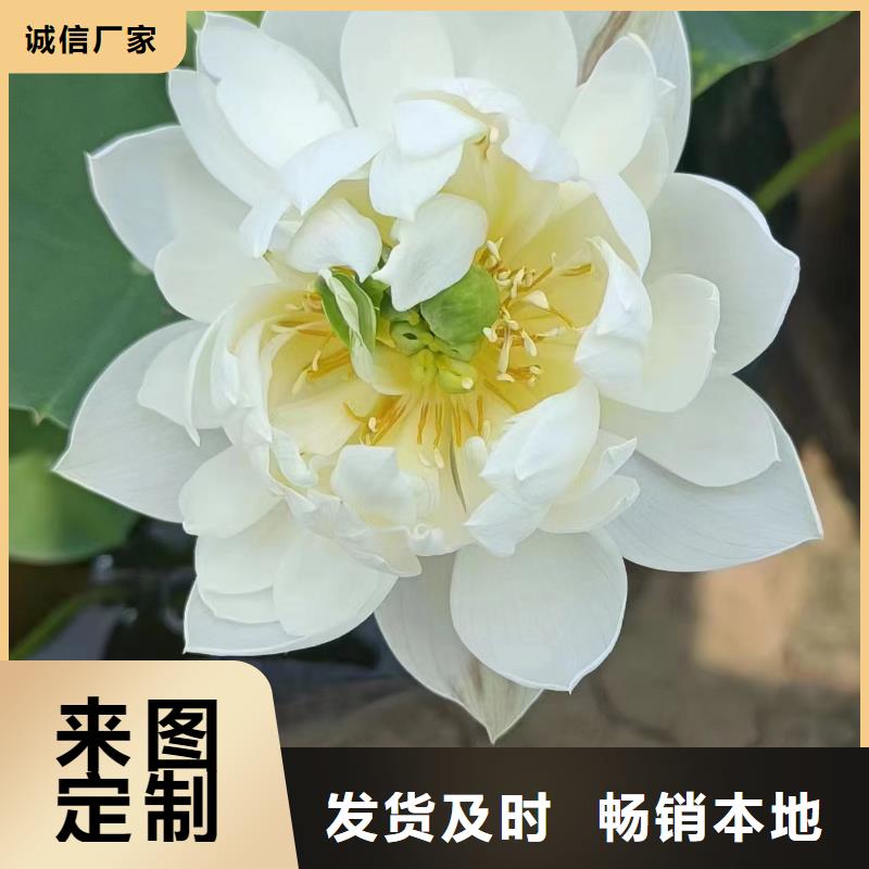 荷花苗莲花甄选好物