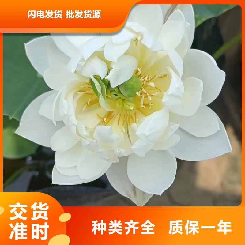 荷花苗,重瓣荷花好厂家有担当