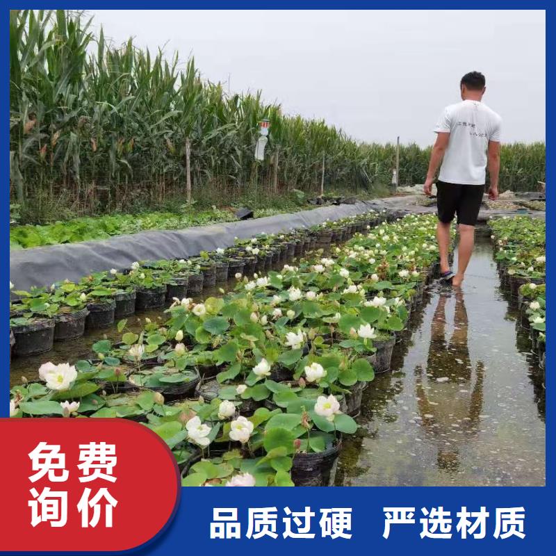 荷花苗荷花种子来图加工定制