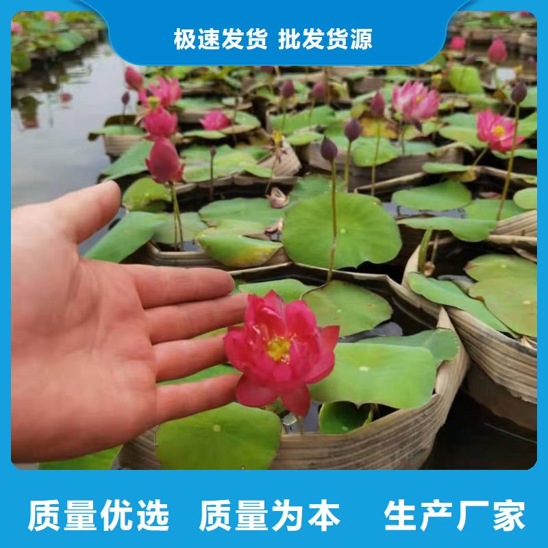 荷花苗莲花小苗物流配送