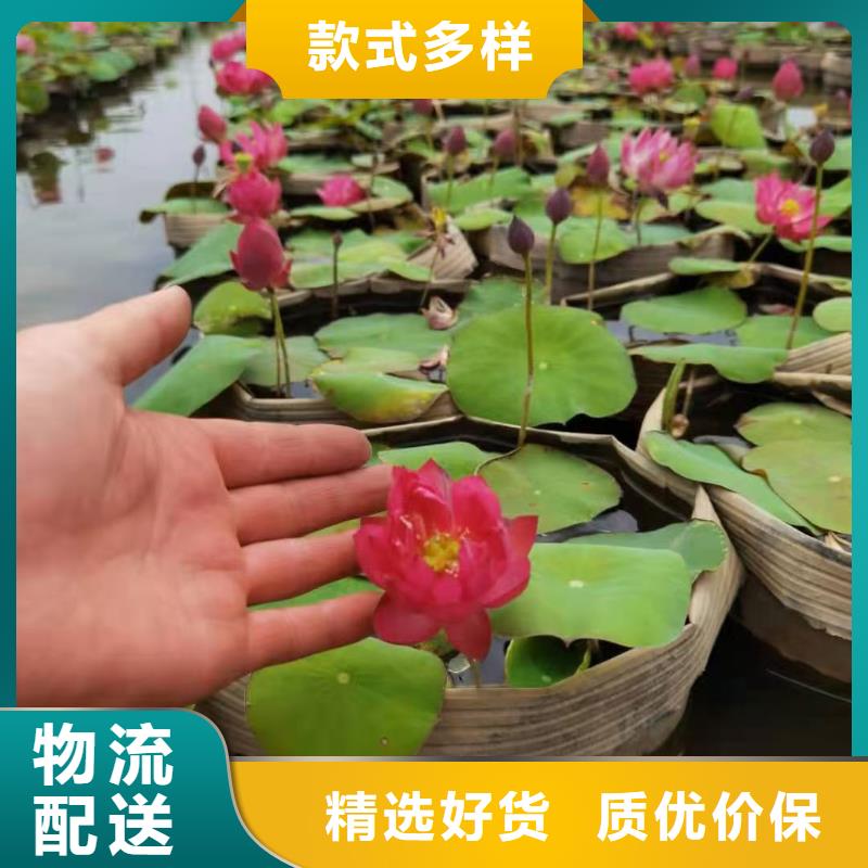 荷花苗荷花种根工期短发货快