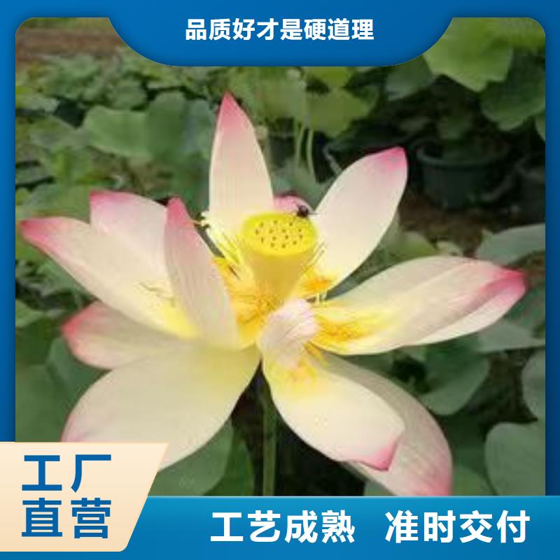 荷花苗盆栽荷花产品优势特点