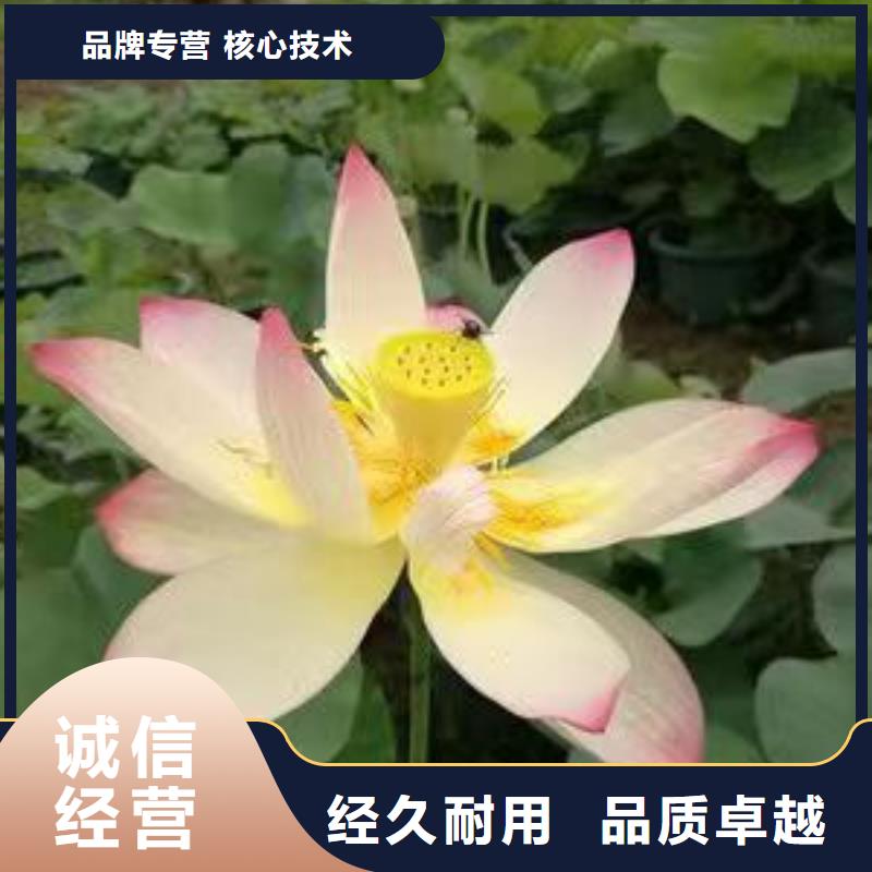 荷花苗耐寒莲花实地大厂