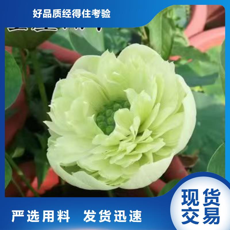 荷花苗,水生植物库存丰富