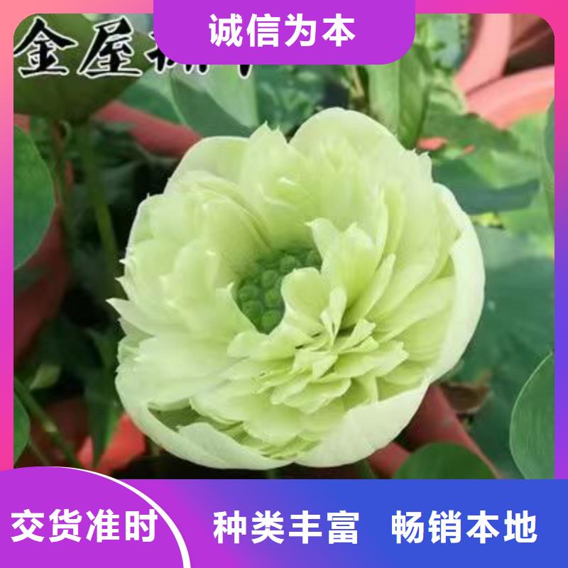 荷花苗荷花苗支持定制贴心售后