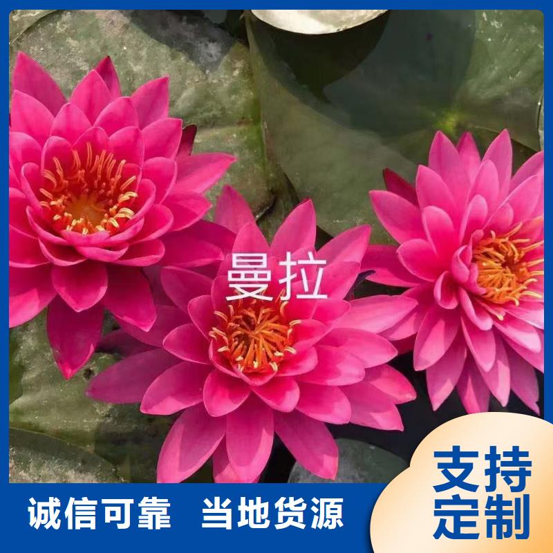 荷花苗莲花种根本地厂家值得信赖