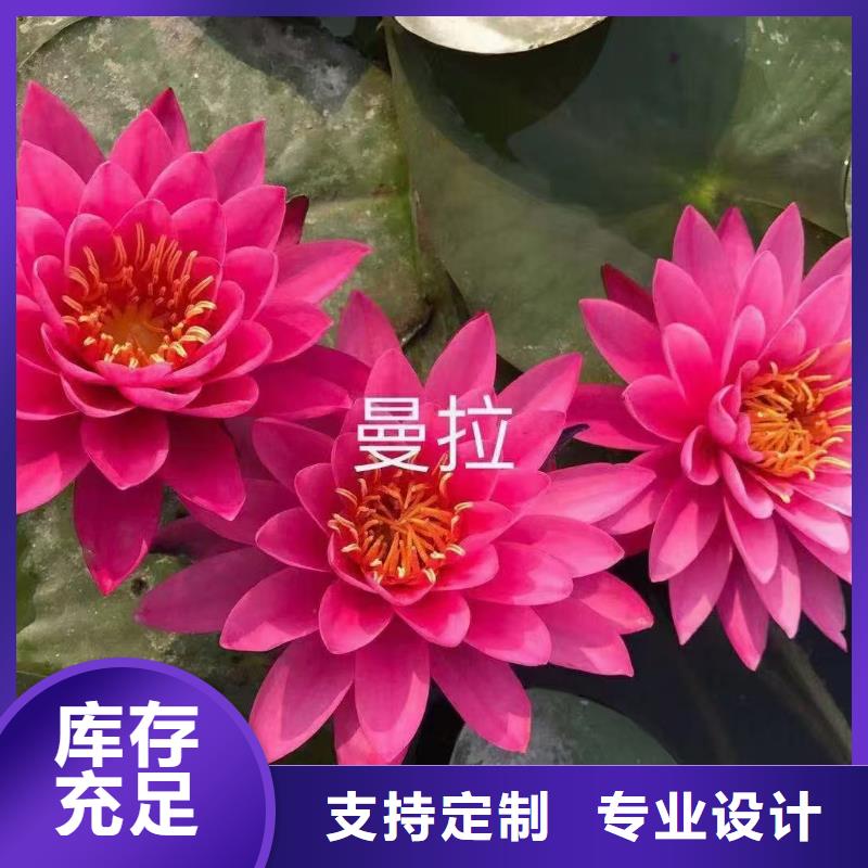 荷花苗盆栽莲花追求细节品质