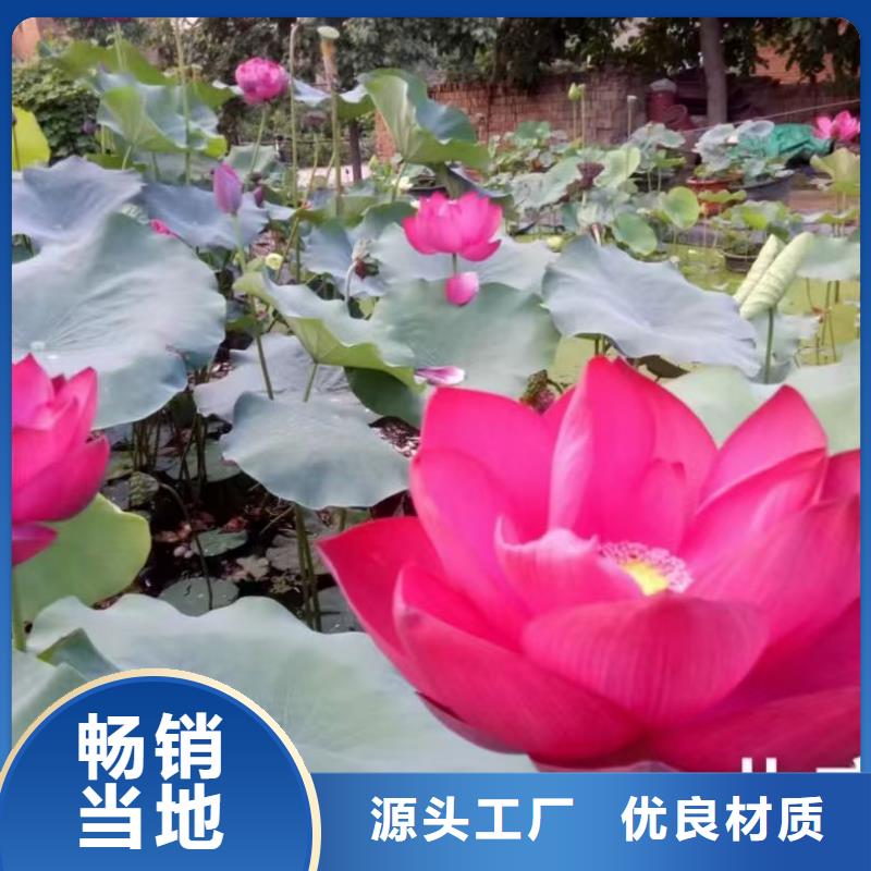 荷花苗莲花甄选好物
